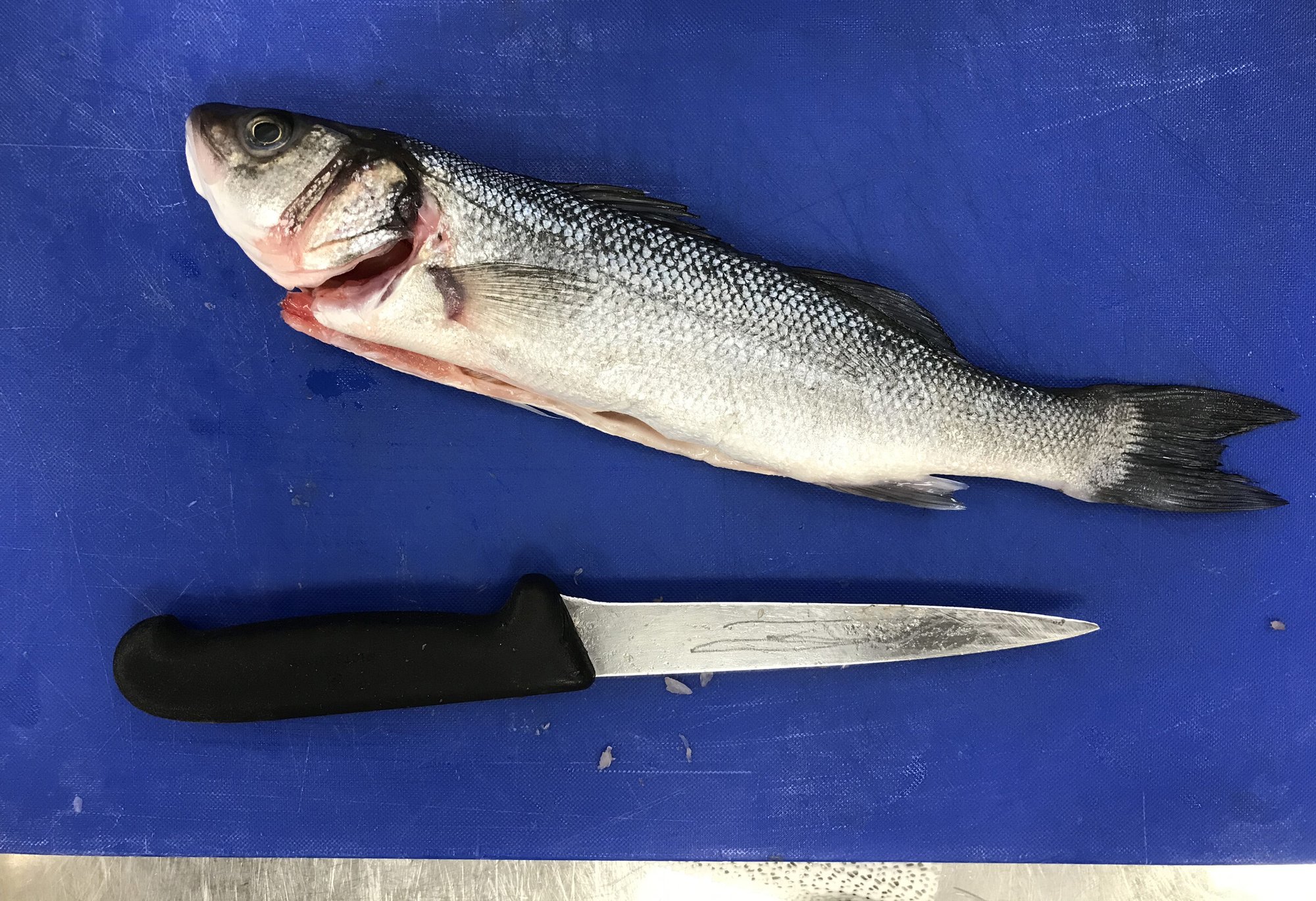 A fish on a board